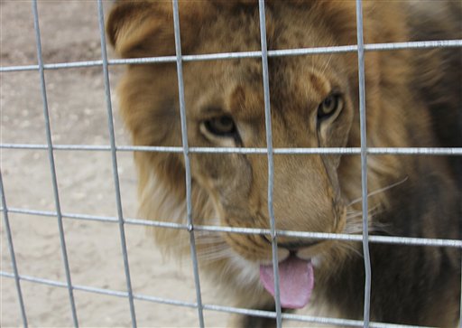 Authorities say this lion, a 4-year-old male African lion named Couscous, killed a female intern-volunteer on Wednesday at Cat Haven, a private wild animal park in Dunlap, Calif. This Oct. 12, 2012, photo was provided by JP Marketing.