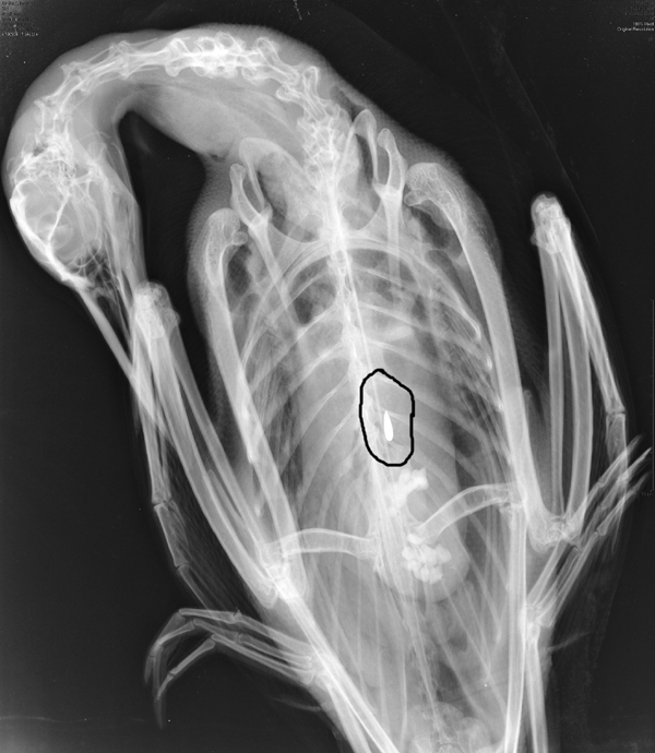 This X-ray image shows a loon that ingested a small lead sinker. A proposed bill, L.D. 730, would ban the use and sale of small lead sinkers.