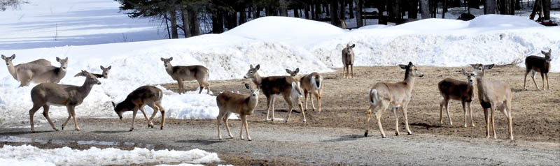 Deer begin to assemble to wait for the daily feeding of corn and other food at the Basil and Harriet Powers' farm in Coplin Plantation.