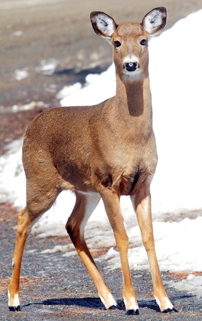 One of the scores of deer that showed up recently at Basil and Harriet Powers' farm in Coplin Plantation.