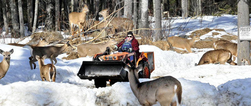 Basil Powers spreads corn from his tractor for the deer that show up daily for grain at his farm in Coplin Plantation.