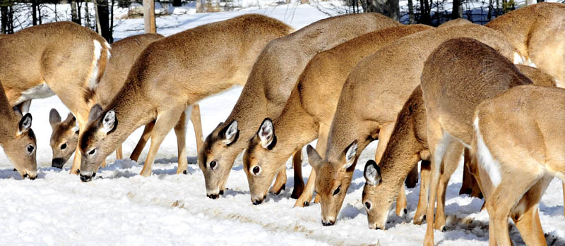 Deer line up to eat the corn that Basil Powers sets out at his home in Coplin Plantation.