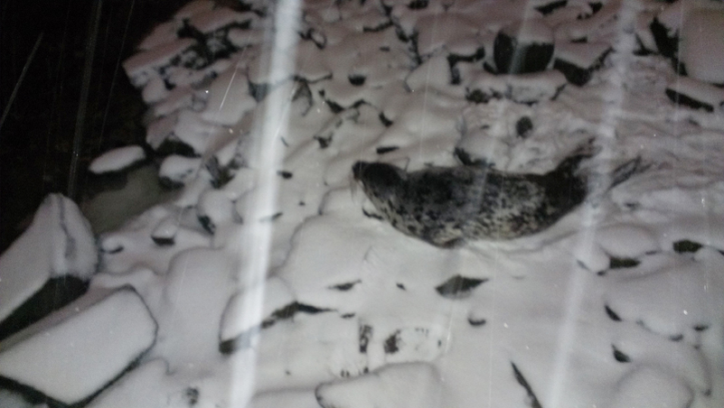 A gray seal makes its way back to the Fore River after showing up on the doorstep of Mercy Hospital in Portland on Friday.