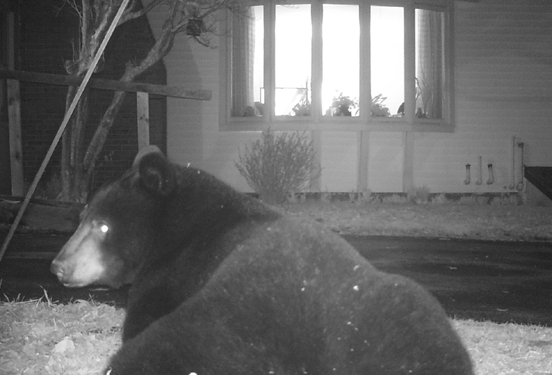 A bear is captured on camera recently outside the home of Priscilla Stevenson of Wayne.