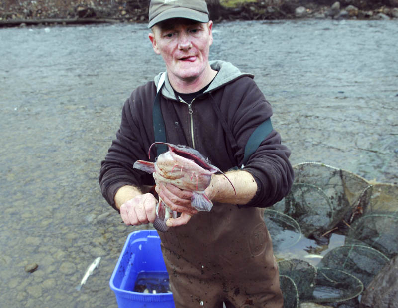 Russell Coston of Windsor releases a catfish he caught Wednesday in a hoop net on Cobbossee Stream in Gardiner. Coston said he was collecting mature eels and suckers for fishing bait and released the by- catch, such as perch and catfish, unharmed.