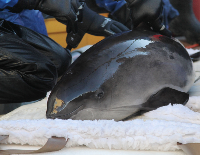 Personnell from the Riverhead Foundation for Marine Research and Preservation tend to Noodle, a harbor porpoise who was found stranded in Maine in October. The foundation plans to release Noodle back into the wild Saturday.