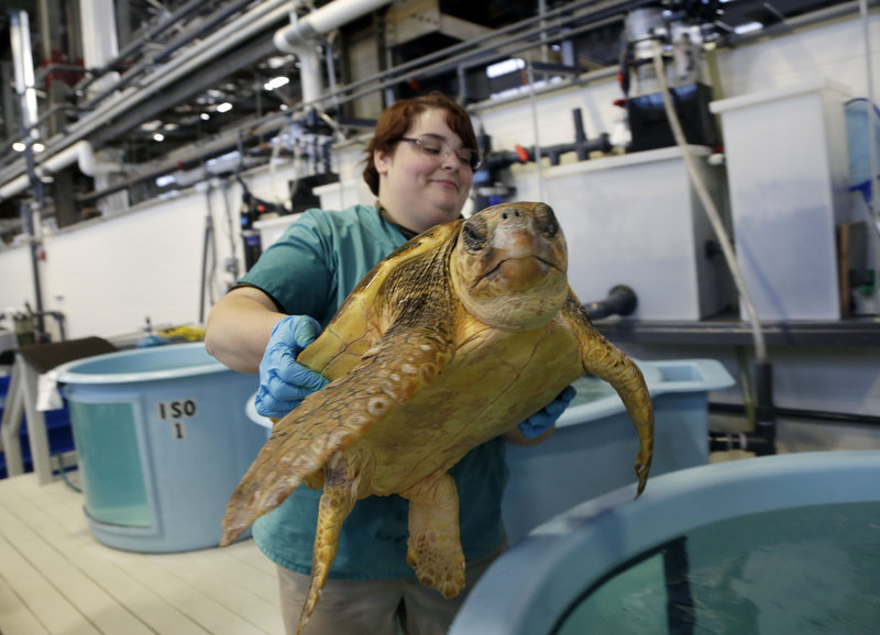 A loggerhead sea turtle is cared for at the University of New England's Marine Animal Rehabilitation Center, one of five that will be returned to warmer climates.