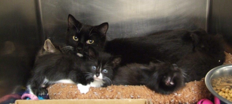 This is a family of 5-week-old kittens and their mother found abandoned in a plastic tote in Freeport.