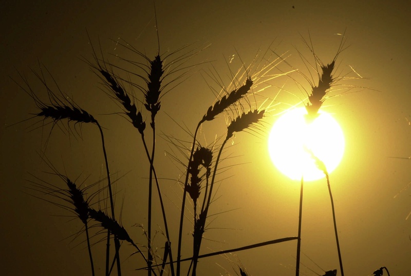 Heads of wheat stand against the setting sun in a harvested wheat field north of Salina, Kan.