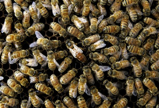 A colony of honeybees at the Agriculture Department's Bee Research Laboratory in Beltsville, Md.