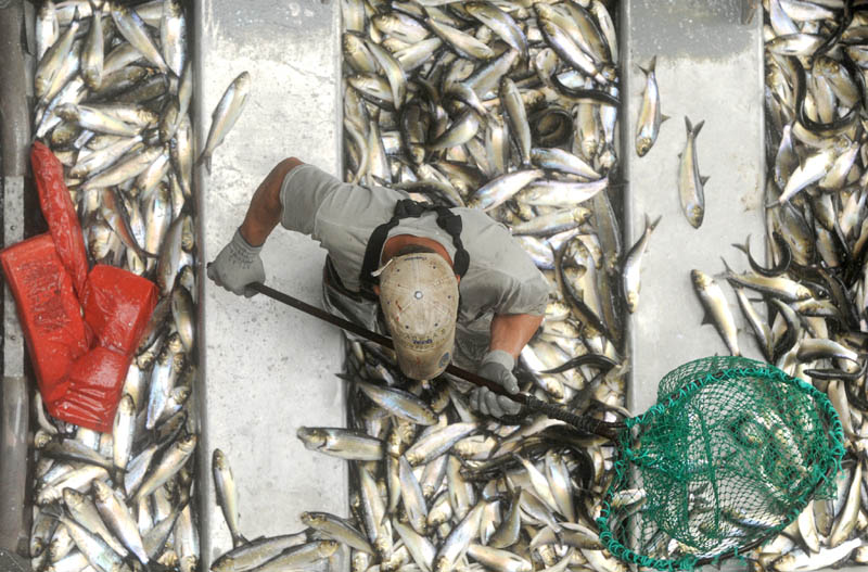 Tommy Keister, a fisherman from Friendship, stands up to his knees in live Alewives at the Benton Falls Hydro-Electric Dam on the Sabasticook River on May 9.