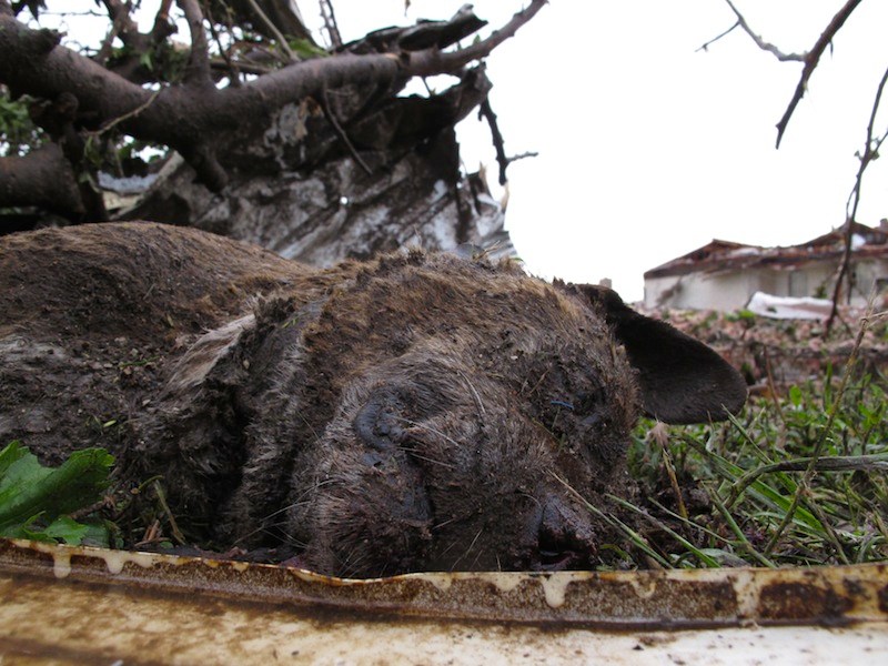 The body of Buster, Wayne Osmus' pit-chow mix, lies under a pile of rubble near his Moore, Okla., home on Tuesday, May 21, 2013. The dog died when he was caught out in Monday's EF5 tornado that flattened much of the Oklahoma City suburb. (AP Photo/Allen Breed)