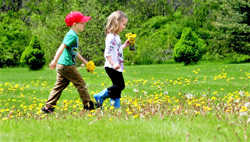 Some see dandelions as a weed, but Ben Bernier and neighbor Isabella Devanna apparently saw the flowers in a different light, as they walk through a field in Oakland on Monday.