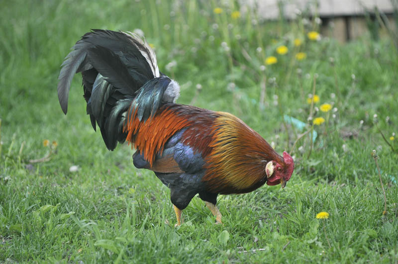 A rooster feeds at the One Drop Farm in Cornville on Friday morning.