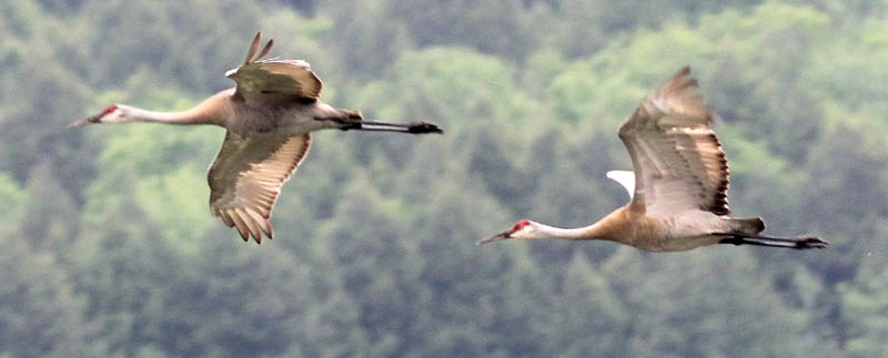 Sandhill cranes fly in early June, near the Messalonskee Lake boat landing in Oakland.