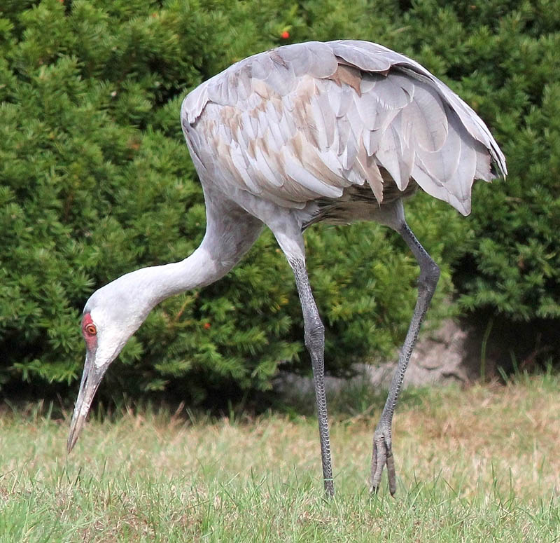 A sandhill crane pauses in October 2012 in the Pine Grove Cemetery in Belgrade.