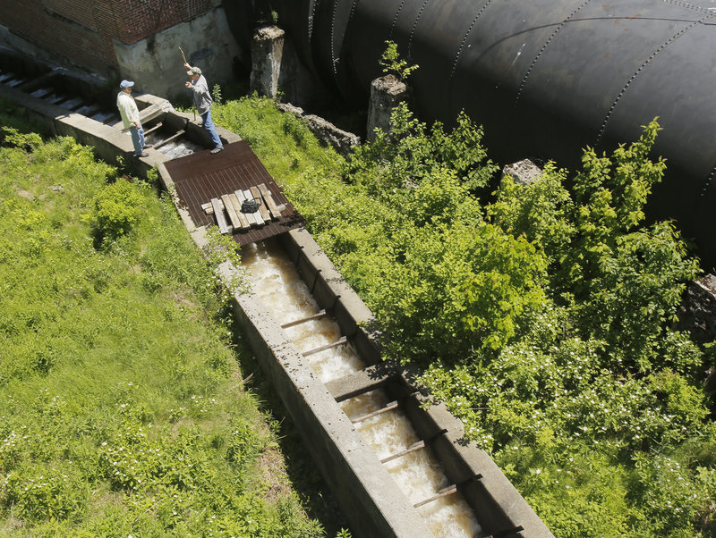 The decision to open the fish ladder to alewives has supporters hoping the species will help kick-start the recovery of other fish. “The alewife is the fish that feeds all,” says Newell Lewey, a Passamaquoddy.