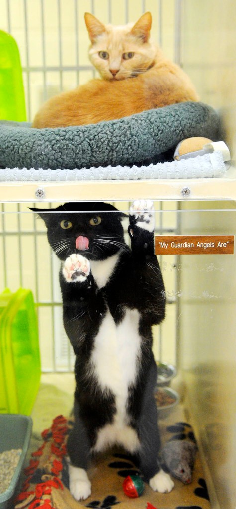 Adult cats may be adopted free for the next three months Kennebec Valley Humane Society in Augusta. Several cats were available Monday.