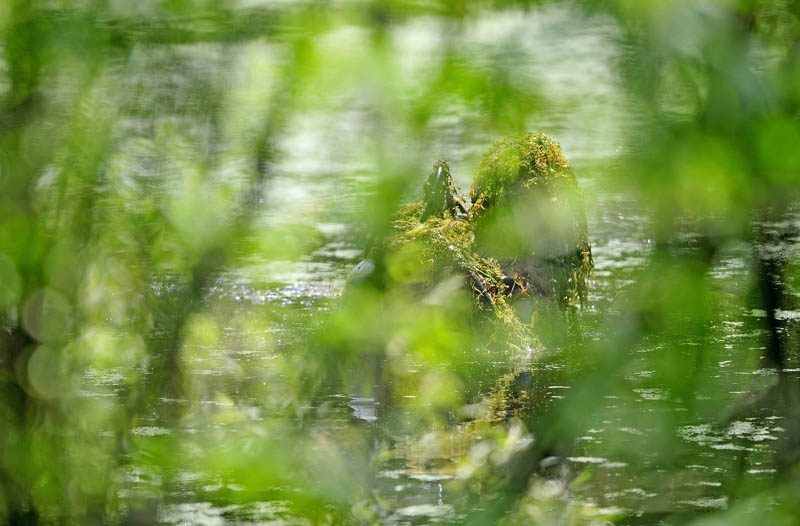 A diver with the Maine State Police searches a pond next to 24 Main St in Detroit on Friday. A man was found dead at the residence Thursday morning.