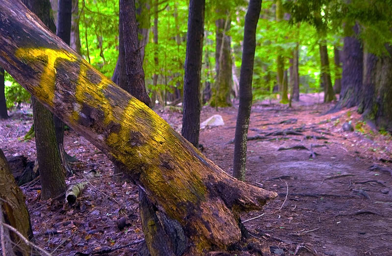 Several of the old trees in the woods were spray painted with letters, words and other images.