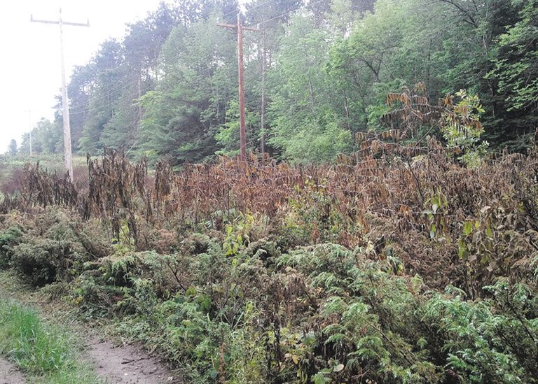 Central Maine Power recently used herbicides near a walking trail in Oakland to clear vegetation around its transmission lines, but some residents are concerned about notification of the chemical’s use.