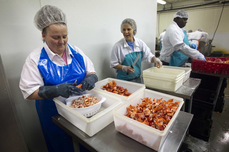 In this Friday, June 28, 2013, photo, workers shuck cooked lobster meat at the Sea Hag Lobster Processing plant in Tenants Harbor, Maine. New lobster processors are opening in Maine following last year's turbulent lobster season when Canadian fishermen were blocking truckloads of Maine-caught lobster from delivery at processors there. (AP Photo/Robert F. Bukaty)