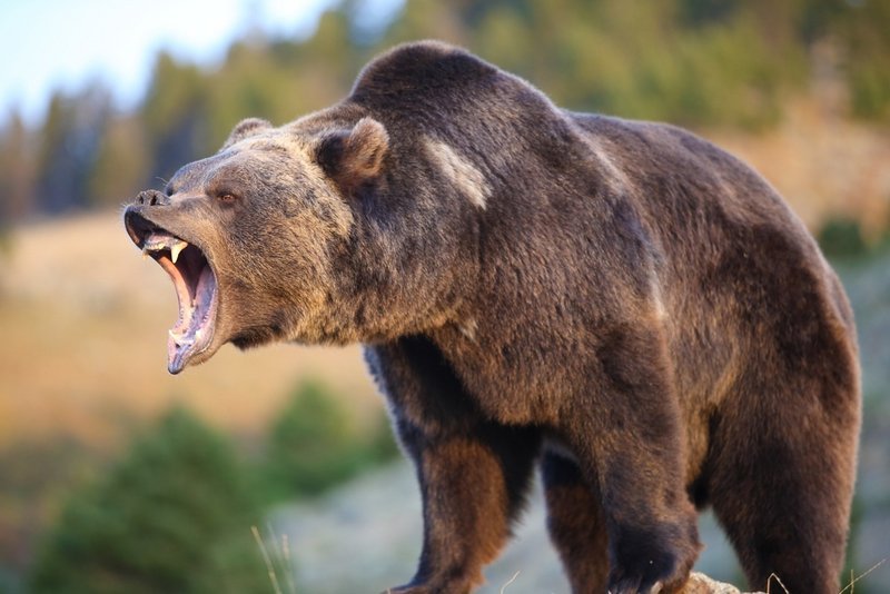 The Canadian boreal forest is home to some of the largest populations of wolves, grizzly bear and woodland caribou.