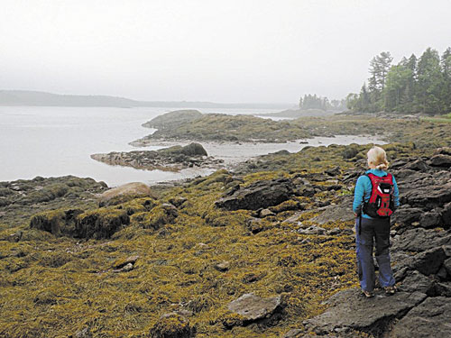 SOLITUDE: Cobscook Bay State Park in Edmunds Township offers a magnificent parcel of coves and mudflats, and as much peace and quiet as anyone could want.