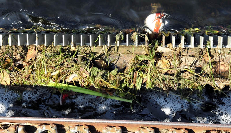 Debris including branches, plants and a toy ball plug the screen at the dam outlet of Messalonskee Lake in Oakland today. Owners of the dam are asking the Town Council to allow them to remove a section of screen.