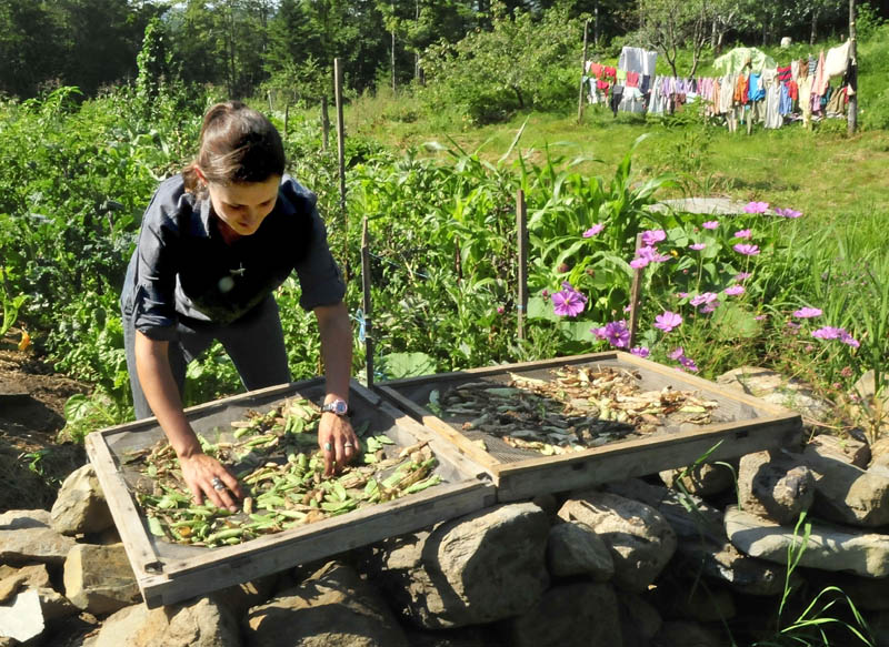 Ashley Hardy sorts drying peas beside a garden, and laundry hanging on a clothesline, where she stayed and learned basic living techniques at the Koviashuvik Living School in Starks recently.