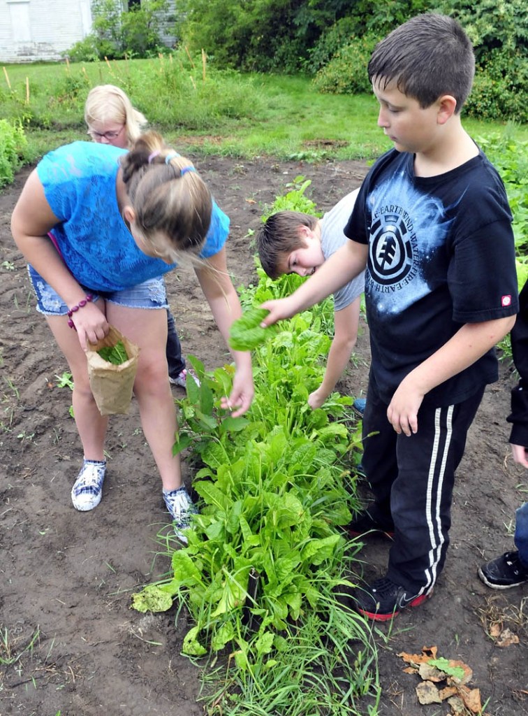 Mill Stream Elementary School students Andria Alexson and Logan Hurlbutt pick Swiss chard in a community garden in Norridgewock on Thursday. The food will go to the Norridgewock Warming Center.