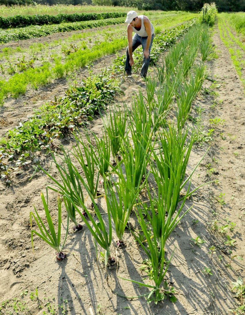 Jay Robinson works in one of his vegetable fields in Starks recently.