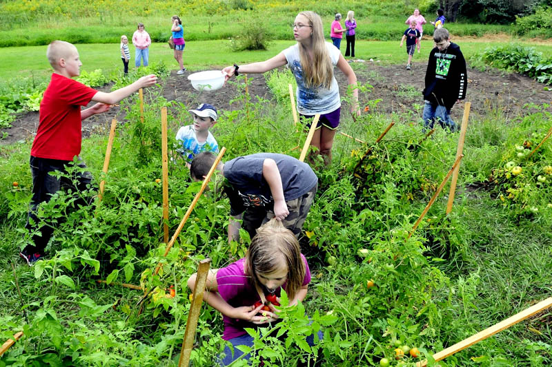 Mill Stream Elementary School student Wyatt Lancaster hands tomatoes to Tasha Foss as Savannah Lancaster picks more in a community garden in Norridgewock on Thursday. The kids harvested the produce that will go to the Norridgewock Warming Center.
