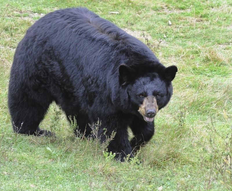 In this October 2012 file photo, a black bears at the Maine Wildlife Park in Gray. The state would see more bear-human conflicts and "put residents in serious danger" if Maine banned bear baiting, says the LePage administration.