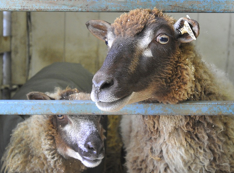 Maggie, right, and her daughter Grace are Shetland sheep at the Cumberland Fairgrounds for the county fair, which starts Sunday.