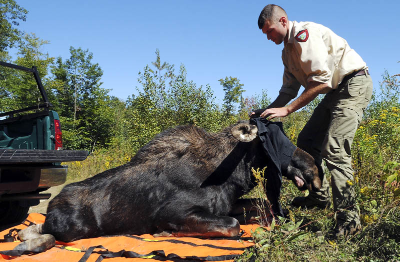 Inland Fisheries and Wildlife biologist Kendall Marden removes a shirt covering the eyes of a yearling bull moose Wednesday as it stirs after he tranquilized and helped relocate the animal in Augusta.