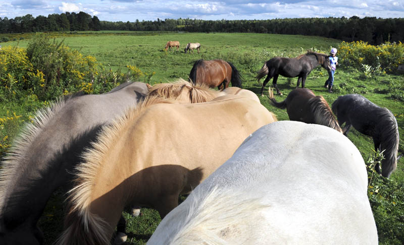 Megan Kelley walks through the herd of horses Thursday in the 100 acre pasture at Maine Lee Morgan Horse Farm in Manchester during the afternoon inspection of the equines. Proprietors Trudie Lee and Deborah Plengey check on the four Morgans and ten Icelandic grazing in the fields twice a day, often with the assistance of their neighbors, Megan Kelley, 9, and her brother, Derek, 12.