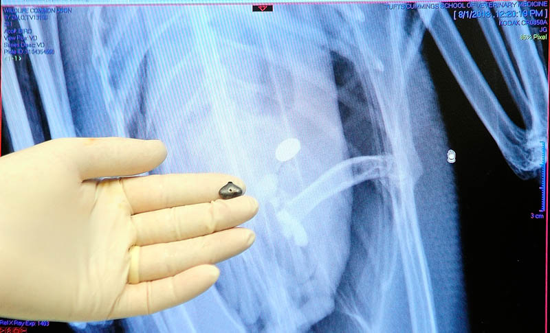 Dr. Mark Pokras holds a lead fishing jig head removed from a loon in front of an x-ray of it inside the bird on Tuesday in the necropsy room of the wildlife clinic at Tufts University Cummings School of Veterinary Medicine in North Grafton, Mass.