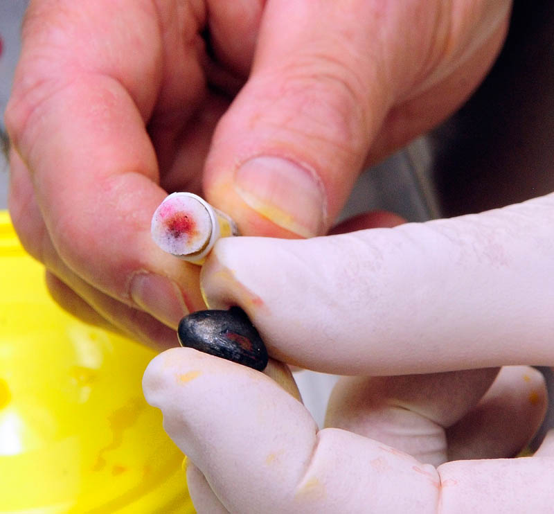 Dr. Mark Pokras holds up a swap that shows the fishing jig removed from a loon tests positive for lead on Tuesday in the necropsy room of the wildlife clinic at Tufts University Cummings School of Veterinary Medicine.