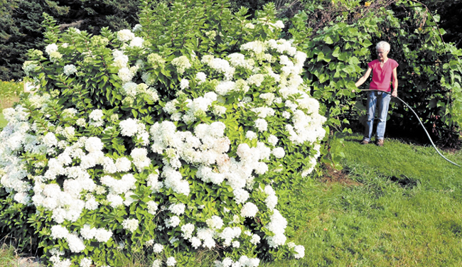 Working beside a flowering hydrangea bush, Pat Allen waters plants growing in a tunnel arbor at Triplet Park in Unity on Aug. 20.