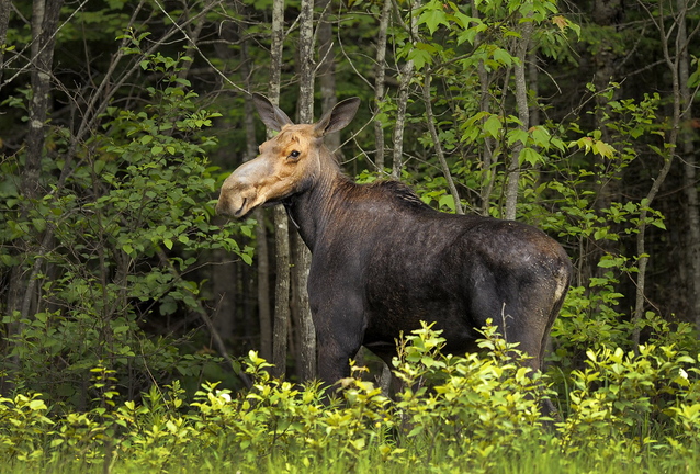 A moose walks along Route 11 just north of Patten. Maine’s moose population has plenty of habitat on commercial forestlands.