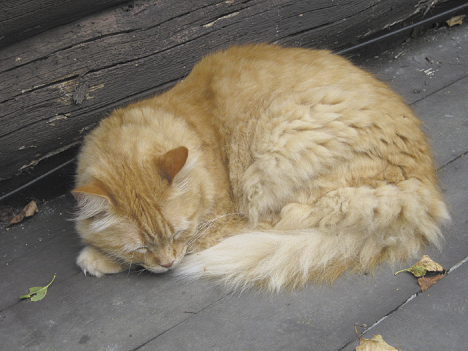 To sleep, perchance to dream, ay, there's the rub. Brian the cat in his most frequent pose in Troy.