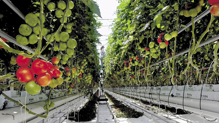 Robin Crocker of Backyard Fams in Madison works around ripening tomato plants at the second greenhouse on Monday.