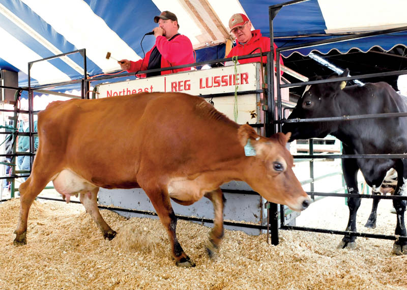 Auctioneer Toby Lussier, left, of Northeast Kingdom Sales, sells the Dostie farm's 250 dairy cattle on Wednesday in Fairfield.