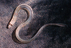 The number of Mainers licensed to catch elvers, like this one, soared after a tsunami in Japan made the local fishery a veritable gold mine.