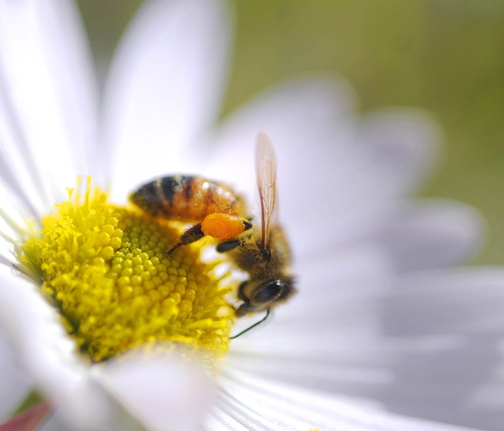 On the fly: A bee hunts for nutrition with a pair of baskets filled with pollen on its hind legs Sunday in a Monmouth garden. Cooler temperatures and rain are called for this week, making the collection of winter subsistence more challenging for mammals and insects alike.