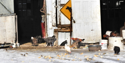 FREE RANGE: Chickens eat bread and baked goods outside a barn at the Bill Mitchell farm in Smithfield on Wednesday.