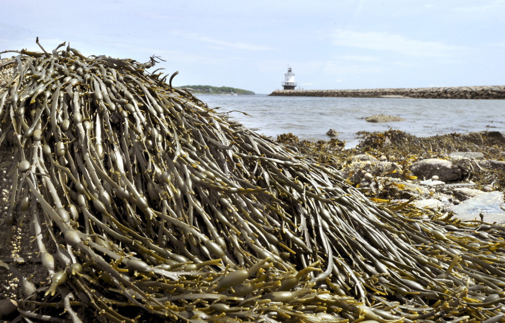 Rockweed, which covers rocks along Maine’s coast, is processed for use in pharmaceuticals, nutritional supplements and other products.