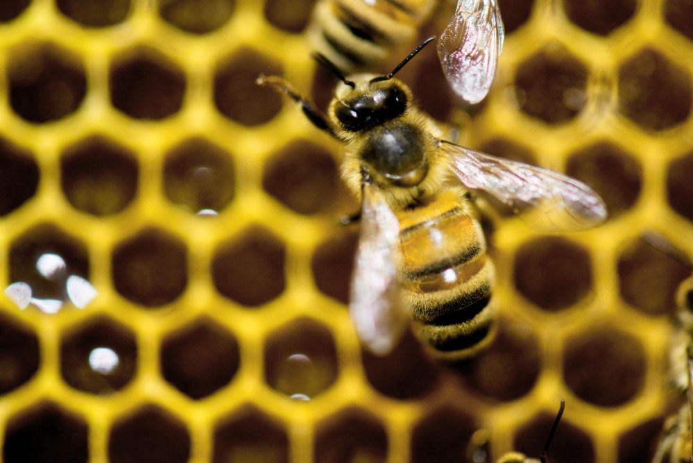 A hive of honeybees is on display at the Vermont Beekeeping Supply booth at the 82nd annual Vermont Farm Show at the Champlain Valley Expo in Essex Jct., Vt., on Tuesday. A new parasitic threat faces bees in Vermont.