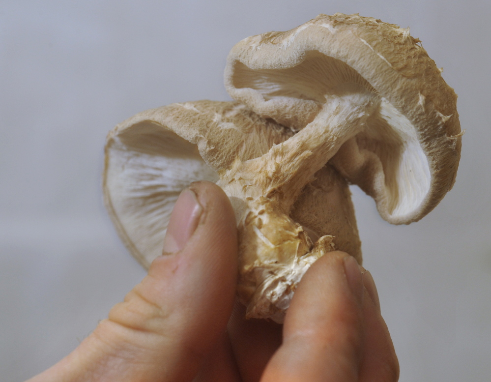 Bountiful Mushrooms Farm raises several varieties of mushrooms in its indoor facility on Forest Avenue in Portland. These are shiitake mushrooms grown at the farm. Tuesday, January, 21, 2014. John Ewing/staff Photographer.